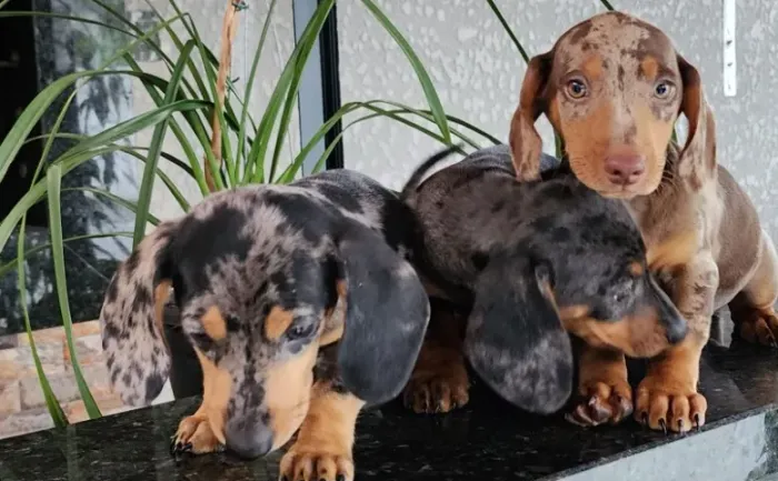 Teckel-Dachshund - Chocolate, Arlequim e Preto Canela Disponível!!