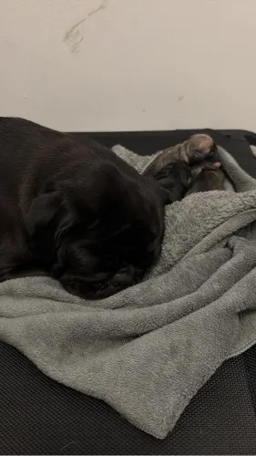 Pug