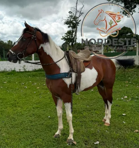 Potra Paint Horse Pura 