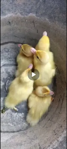 Patos lavanda 
