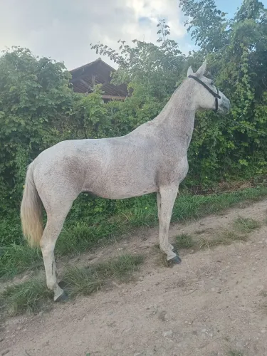 Vende-se egua receptora extra bem novinha
