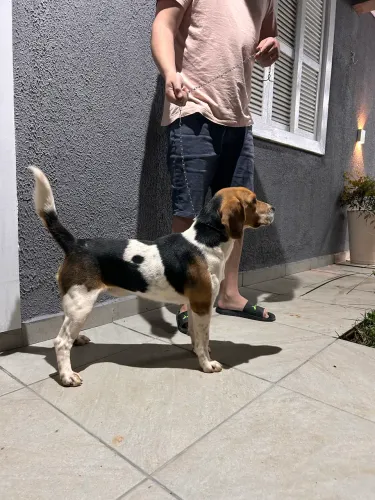 Filhote beagle 1 ano