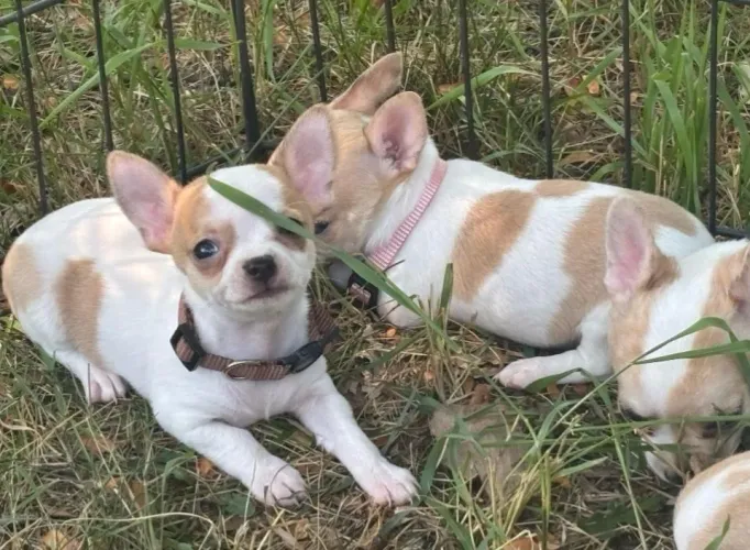 Chihuahua Fêmea: A pronta entrega