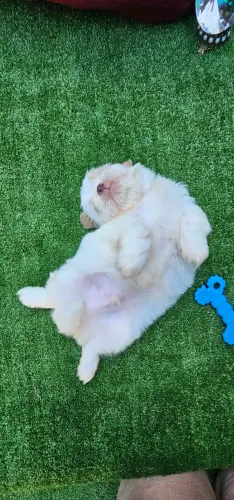 Shih-tzu Macho Branco e Areia - Olhos Claros