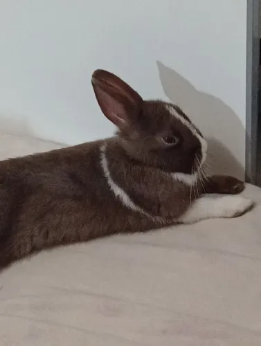 Mini Coelho