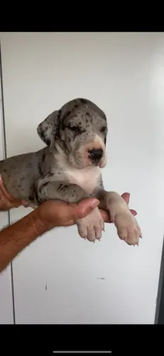 Dogue alemão com pedigree