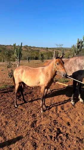 Potra neta de campeão nacional