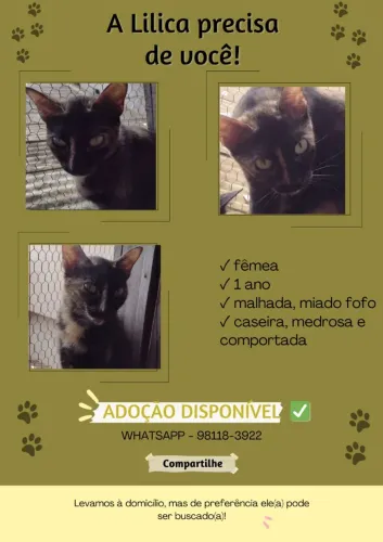 Lindos gatinhos para adoção