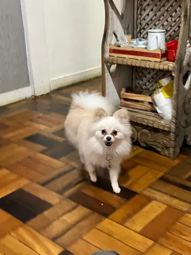 Lulu da pomerania Macho para cruza/namoro