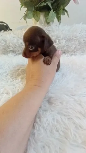 Pinscher zerinho chocolate ( perfeito)