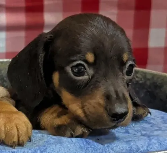 Dachshund Teckel Filhotes Difíceis de Achar.
