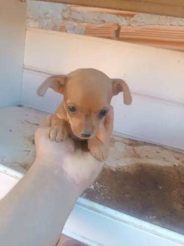 Pinscher fêmea