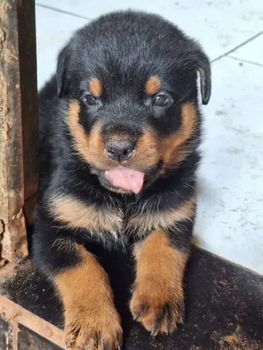 Rottweiler Filhotes de raça com pedigree disponíveis