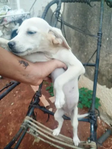 Doação consciente de doguinho