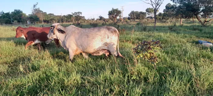 Novilhas e vacas leiteiras 