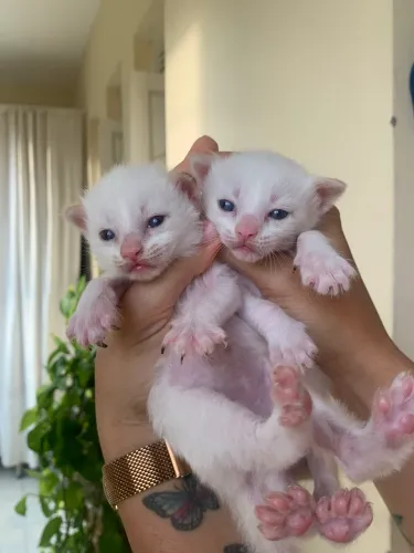 Gatinhos para doação