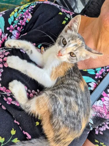 Gatinha muito carinhosa, dorme no colo