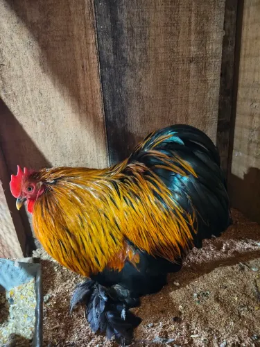 Mini cochim