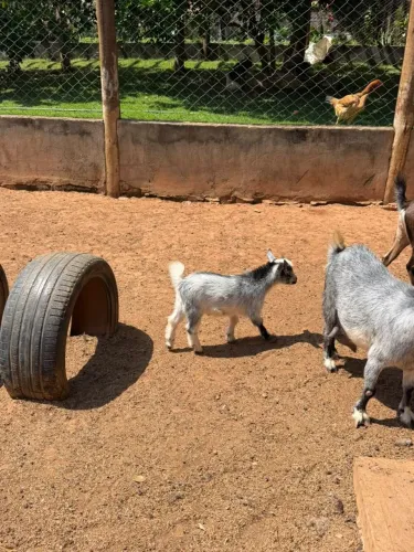 Mini cabra / direto do criatorio