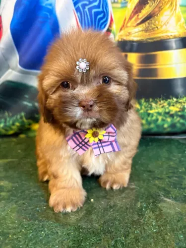 Lindos filhotes de shihtzu chocolate  macho e fêmea