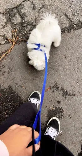 Passeio com cachorros SP