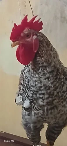 Frango