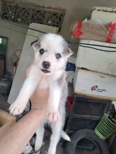Husky siberiano 
