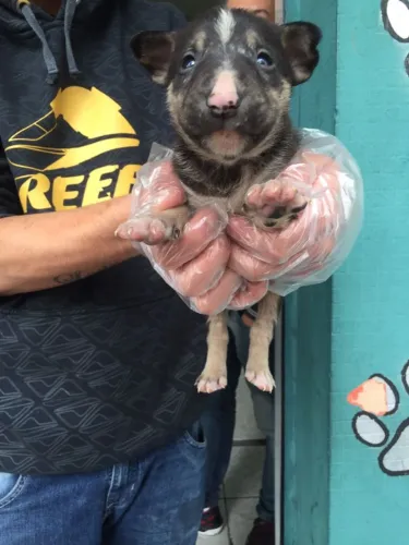 Bull Terrier Disponível com Compra Segura, Parcelamento e Loja Física