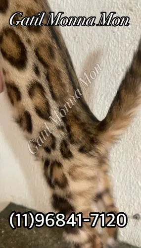 Bengal Macho Perfeito, Rosetas Grandes e Fechadas