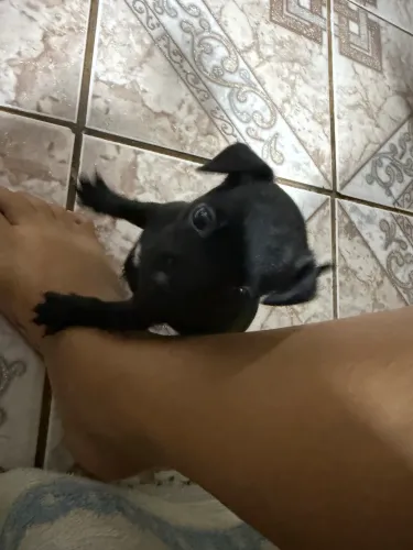 Filhote Pinscher