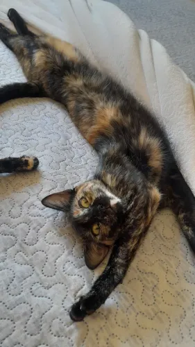 Gatinha para adoção