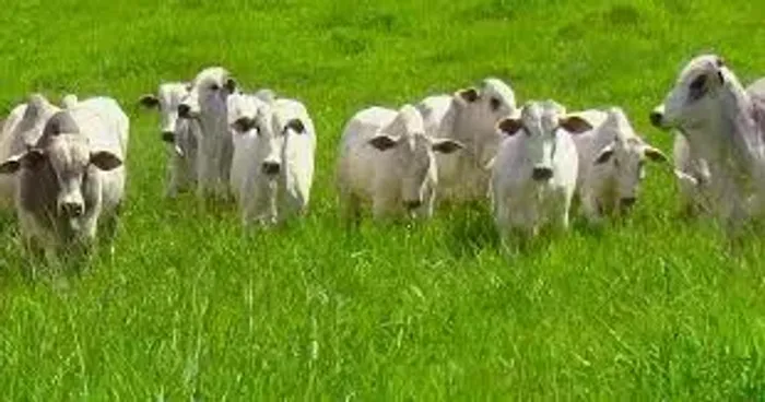 VENDO SÍTIO 5 ALQ.COSMORAMA-SP - PECUARIA - R$ 950.000,00