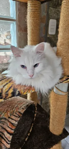 Gato Branco olhos azuis, sênior 