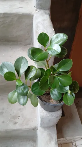 Planta Peperomia