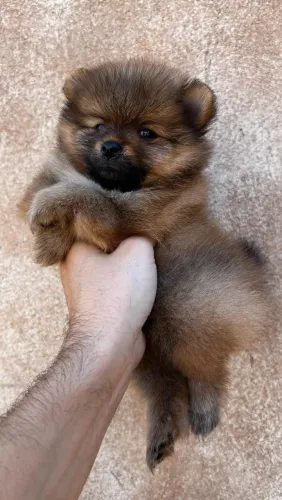 LINDO FILHOTE MACHO DE LULU DA POMERÂNIA