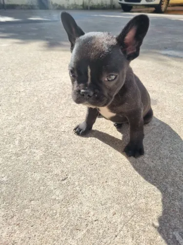Vendo bulldog francês 