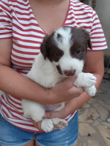 Seu Novo Melhor Amigo: Filhotes de Border Collie!