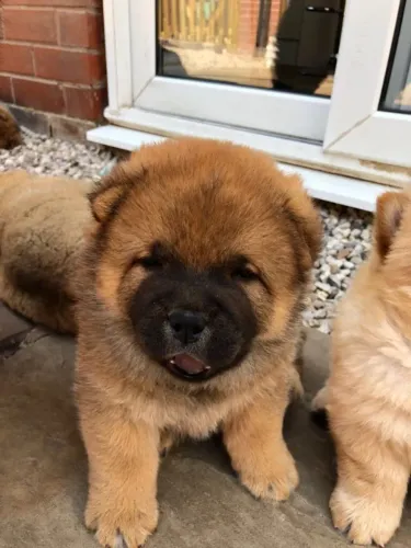 Chow Chow,Chow Chow Filhote Muito Amoroso e Dócil
