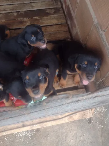 Venda de cães rottweiler filhotes