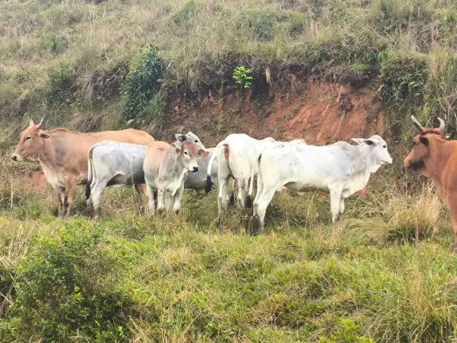 LOTE DE 9 BEZERROS 