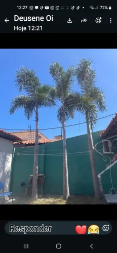 Palmeira planta rabo de raposa adulta sete metros 3 mil cada
