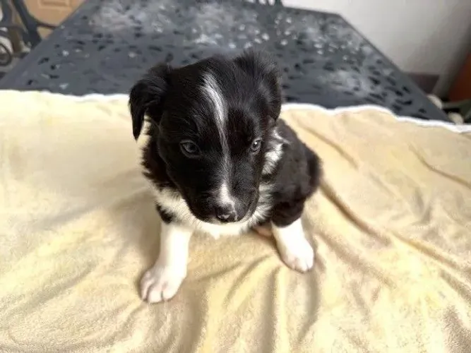 Filhotes de Border Collie | Cheios de disposição e carinho.