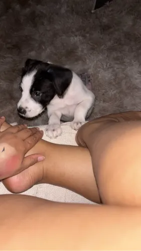 Cachorro/ doação