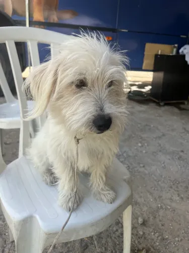 Filhote Mestiço de Shih-Tzu - Lindo e Carinhoso