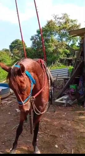 Cavalo mangalarga com quarto de milha