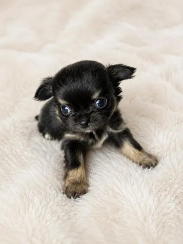 Chihuahua pelo longo
