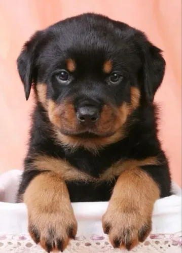 Rottweiler filhotes lindos e fortes