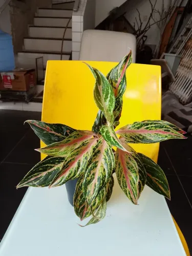 Mudas de Comigo ninguém pode chinês Aglaonema butterfly (Ler descrição)