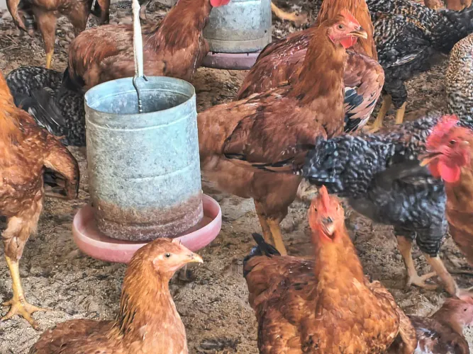 Frango a venda