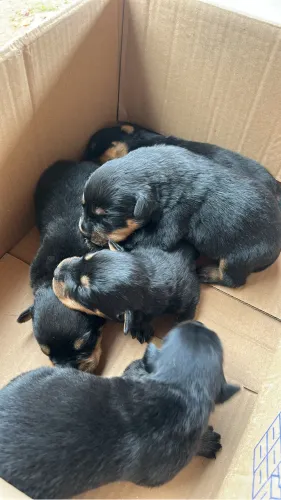 Filhotes de Rottweiler